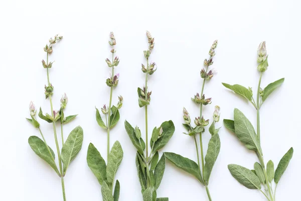 Medicinal Herb Salvia Officinalis Isolated White Background Plant Used Only — Stock Photo, Image