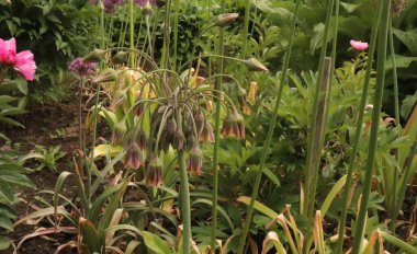 Bahçede Allium Bulgaricum var. Ayrıca Nectaroscordum siculum var olarak da bilinirler. Bulgaricum. Kremalı, çan şeklinde pembe çiçekler ve gri-yeşil yapraklar ilginç spiral kıvrımlar oluşturur..