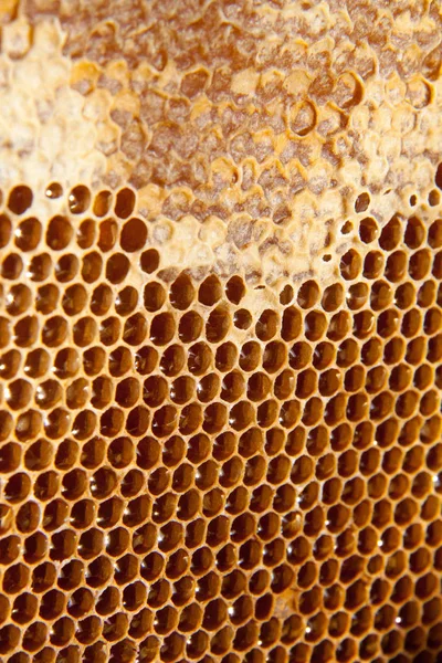 bal tarak arka plan veya doku