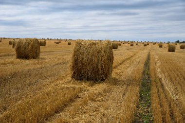 Hasat buğday alan. Kuru kırık dünya ve anız.