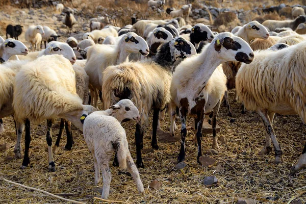 Herd of sheep in the pasture in the mountains. Crete, Greece. — Stock Photo, Image