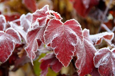 Bahçedeki Frost. Hoarfrost süs çalı yaprakları üzerinde.