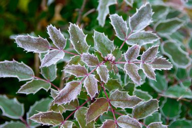 Bahçedeki Frost. Hoarfrost süs çalı yaprakları üzerinde.