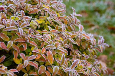 Parlak sarı ve turuncu hoarfrost bahçede bırakır. 