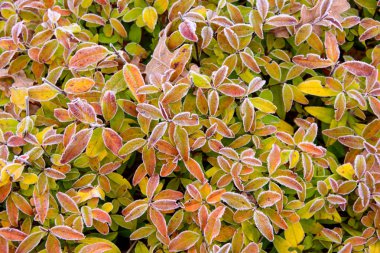 Parlak sarı ve turuncu hoarfrost bahçede bırakır. 