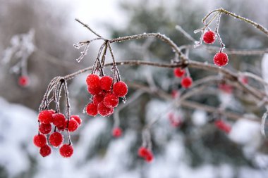  Kış. Kartopu dalları üzerinde kırmızı meyveler frost ile kaplıydı.