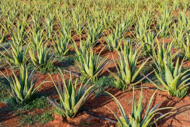 Aloe vera alan Girit, Yunanistan adada.