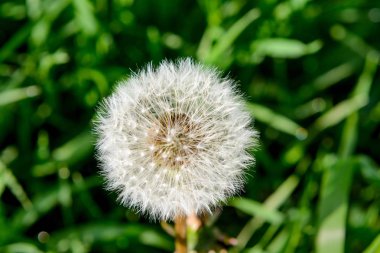 Bir arka plan yeşil çim tohumları ile beyaz kabarık karahindiba.
