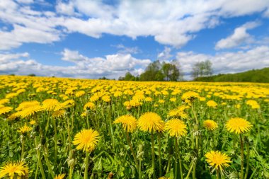 Manzara çayır sarı dandelions ile.