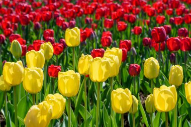 Sarı ve kırmızı laleler kontur güneş ışığı altında bir çiçek yatağı üzerinde. Bahar çiçek peyzaj güneşli gün.