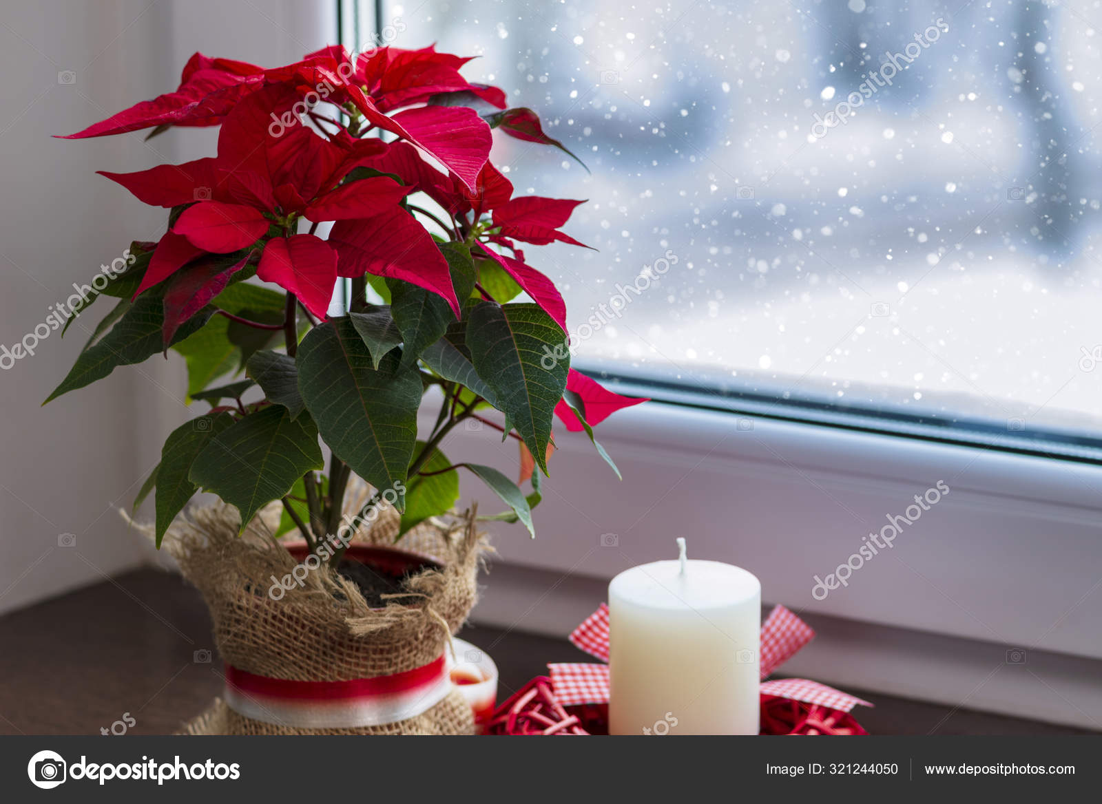 Poinsettia Rouge Une Fleur Noël Traditionnelle Sur Une Fenêtre D'hiver  image libre de droit par ZADVORNOV © #321244050