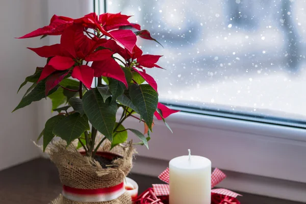 Roter Weihnachtsstern Eine Traditionelle Weihnachtsblume Auf Einem Winterfenster Weihnachtsdekoration Kopierraum — Stockfoto