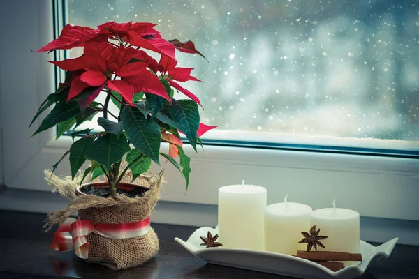 Roter Weihnachtsstern Eine Traditionelle Weihnachtsblume Auf Einem Winterfenster — Stockfoto