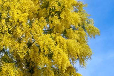 Mimozanın sarı çiçekleri bir ağacın dallarında. Çiçekli mimoza.