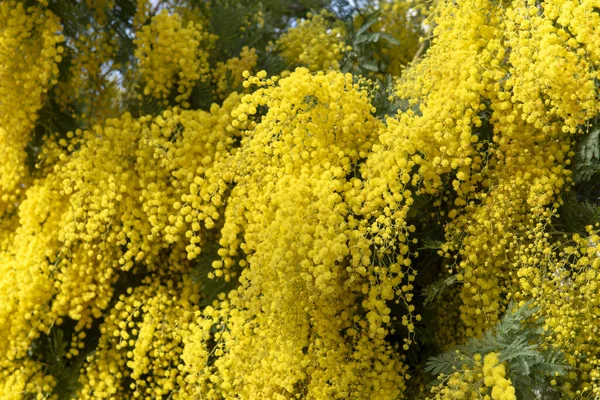 春黄花序花在树枝上 含羞草盛开 天然花卉背景 — 图库照片