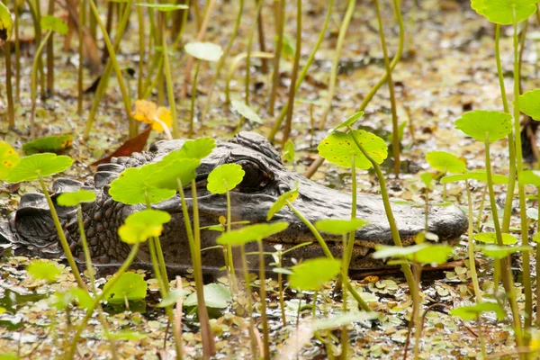 Barataria Preserve Louisiana —  Fotos de Stock