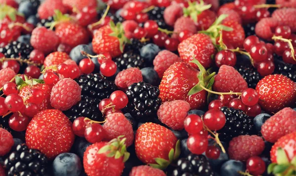 Verschiedene Waldbeeren — Stockfoto