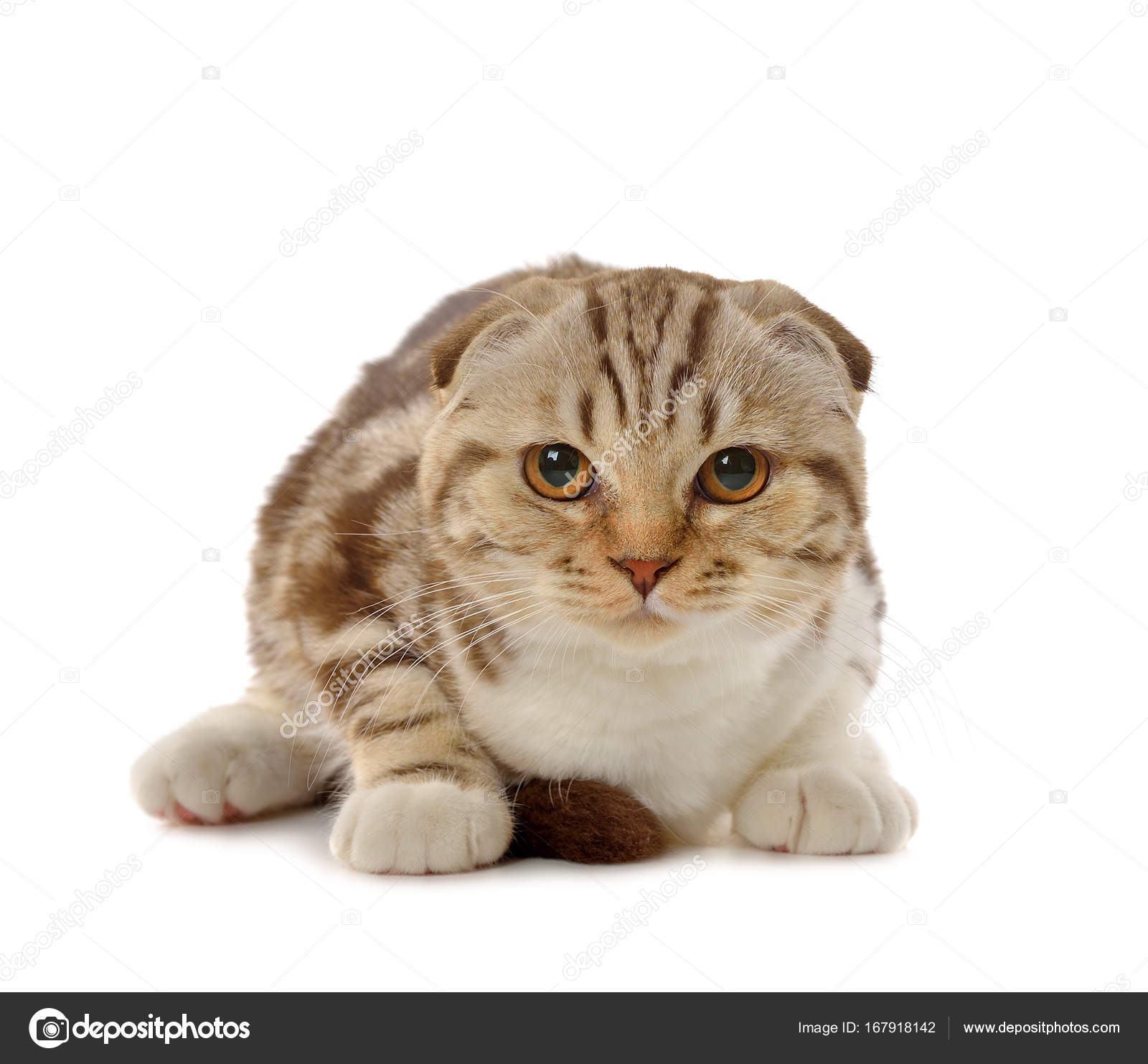 Marble brown Scottish fold kitten Stock Photo by ©Olyina 167918142
