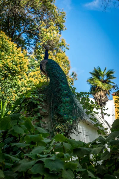 Ένα παγώνι σκαρφαλωμένο σε έναν τοίχο σε έναν κήπο στην Σεβίλλη, Ισπανία, Ευρώπη — Φωτογραφία Αρχείου