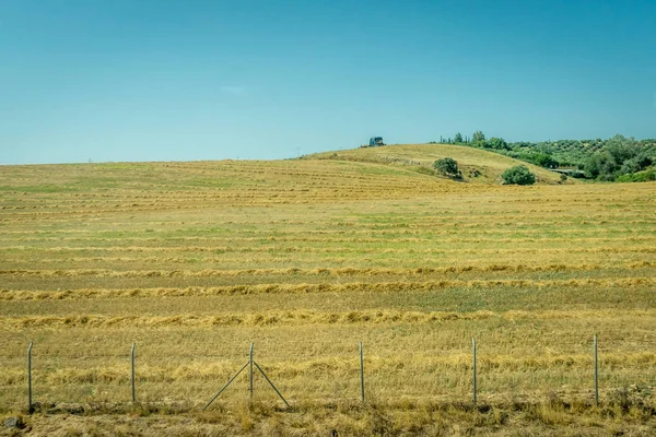Prado de grama no campo espanhol de Córdoba, Espanha, Europa — Fotografia de Stock