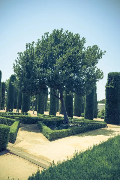 Árboles altos en Los jardines, jardín real del Alcázar de los R —  Fotos de Stock