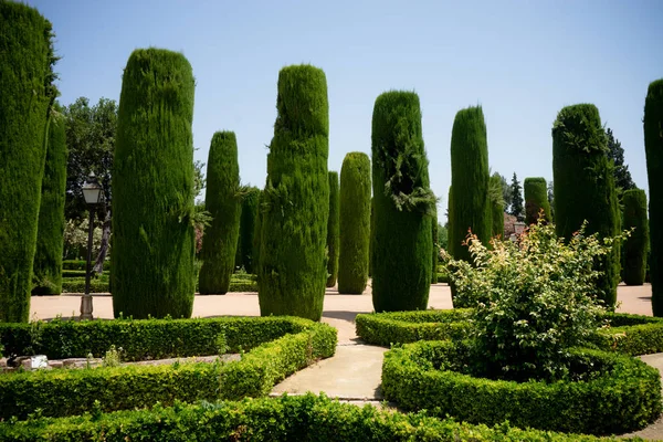 Árboles altos en Los jardines, jardín real del Alcázar de los R —  Fotos de Stock