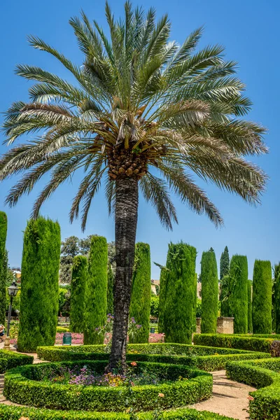 Palmeras altas en Los jardines, jardín real del Alcázar de —  Fotos de Stock
