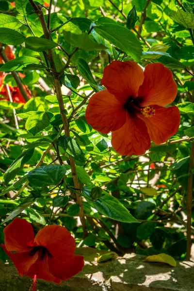 Hibiscus dans les jardins, jardin royal de l'Alcazar de los Rey — Photo