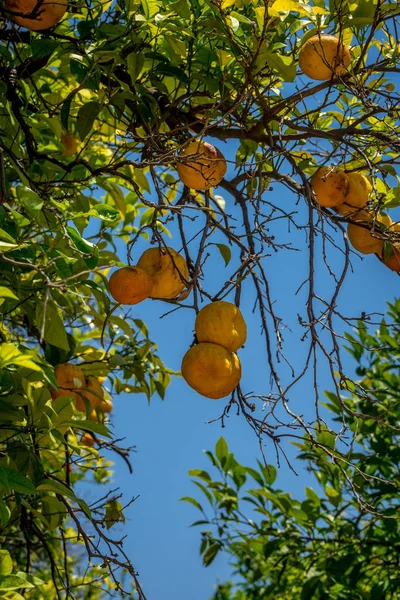 Oranges in the jardines, royal garden of the Alcazar de los Reye — Stock Photo, Image
