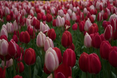 Parlak bir su güzel arka plan ile renkli Lale çiçek