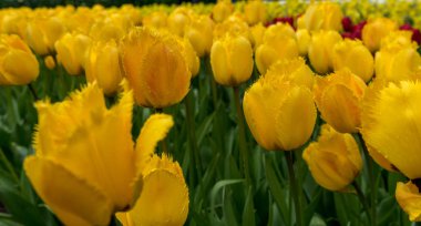 Parlak bir su güzel arka plan ile renkli Lale çiçek