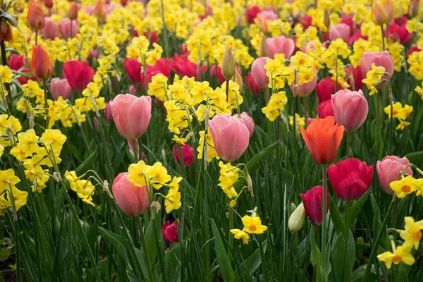 Parlak bir su güzel arka plan ile renkli Lale çiçek