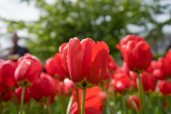 スポンジボブスロットスポンジボブの美しい背景を持つカラフルな赤いチューリップの花 — ストック写真