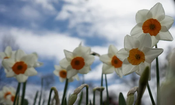 Bunte Narzissenblüten mit schönem Hintergrund auf einem hellen — Stockfoto