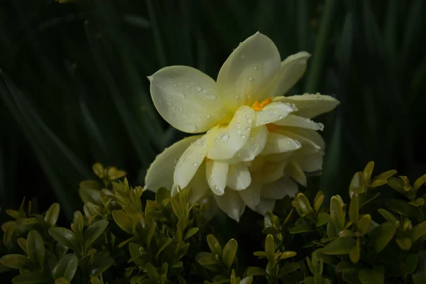 明るい su の美しい背景を持つカラフルなチューリップの花 — ストック写真