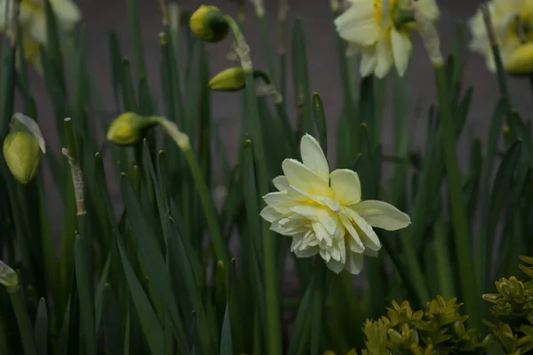 Färgstark tulpan blommor med vacker bakgrund på en ljusa su — Stockfoto