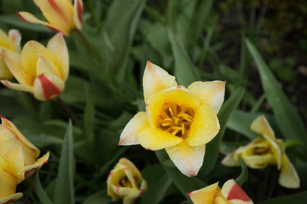 Flores de tulipa coloridas com fundo bonito em um su brilhante — Fotografia de Stock