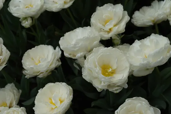 Flores de tulipán de colores con hermoso fondo en un su brillante — Foto de Stock