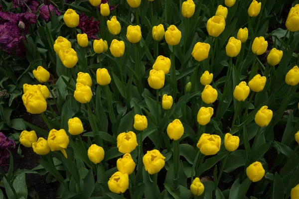 Fleurs de tulipes colorées avec un beau fond sur un su lumineux — Photo