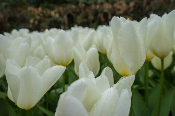 Flores de tulipa coloridas com fundo bonito em um su brilhante — Fotografia de Stock