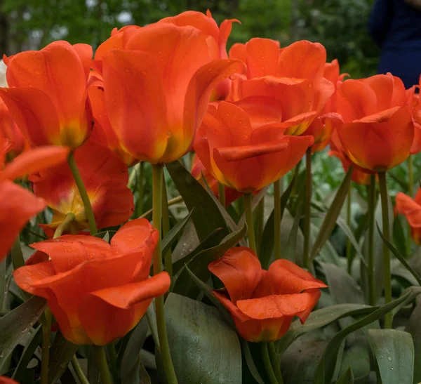 明るい su の美しい背景を持つカラフルなチューリップの花 — ストック写真