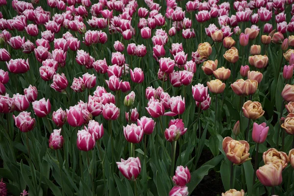 Flores de tulipa coloridas com fundo bonito em um su brilhante — Fotografia de Stock