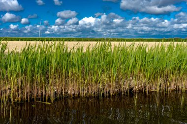 Parlak bir su güzel arka plan ile renkli Lale çiçek