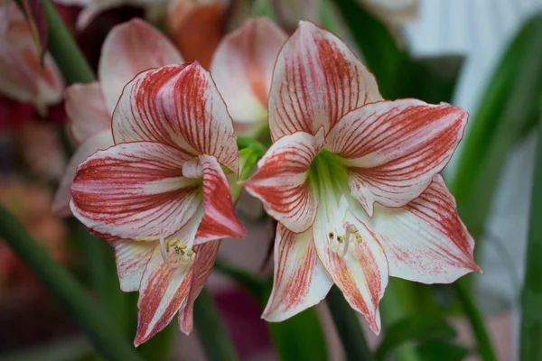 Parlak bir s güzel arka plan ile renkli orkide çiçekleri