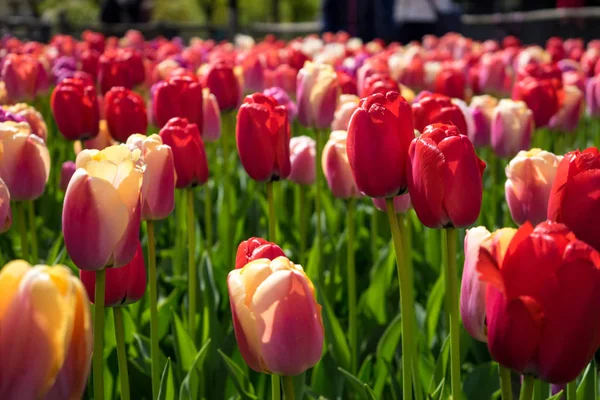 Bunte Tulpenblumen mit schönem Hintergrund auf einem hellen — Stockfoto