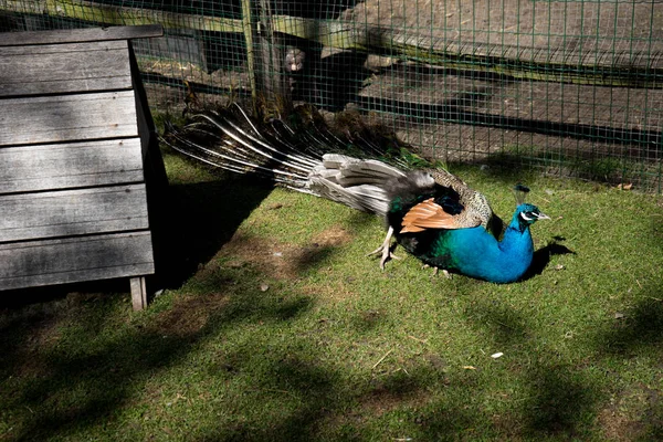 Peacock ξεκουράζεται σε ένα αγρόκτημα στη Lisse, Ολλανδία, Ευρώπη — Φωτογραφία Αρχείου