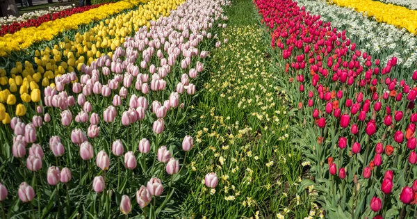 Campo di tulipano colorato con un bellissimo sfondo su un summ luminoso — Foto Stock