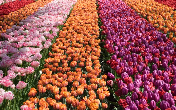 Барвисті квіти тюльпанів з красивим тлом на яскравому су — стокове фото