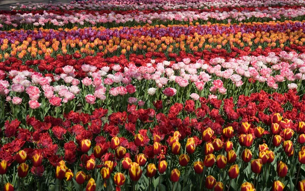 Színes tulipán virágok gyönyörű háttér világos su — Stock Fotó