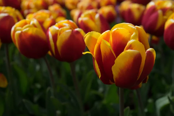 明るい su の美しい背景を持つカラフルなチューリップの花 — ストック写真